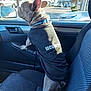 Hank is registered to the contest to win money with this photo: dog, french_bulldog, car_interior, security_shirt, pet_clothing, window, daylight, seat, collar, animal, canine, vehicle, parking_lot, palm_trees, urban, side_mirror, alert, standing, sunlight, guard
