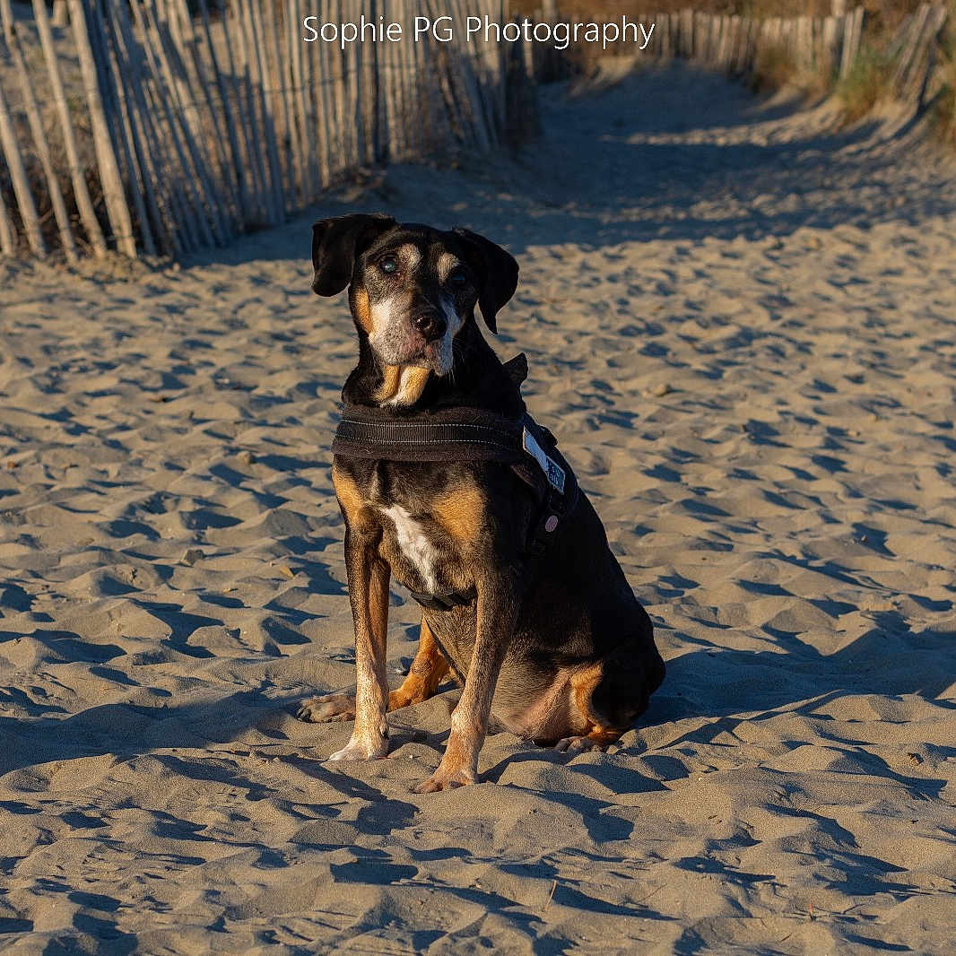 Sam participe au concours pour gagner de l'argent avec cette photo : accessories, animal, appenzeller, boxer, bulldog, canine, dog, germanshepherd, greatdane, hound, labradorretriever, nature, outdoors, pet, pitbull, pointer, puppy, sand, strap, wood