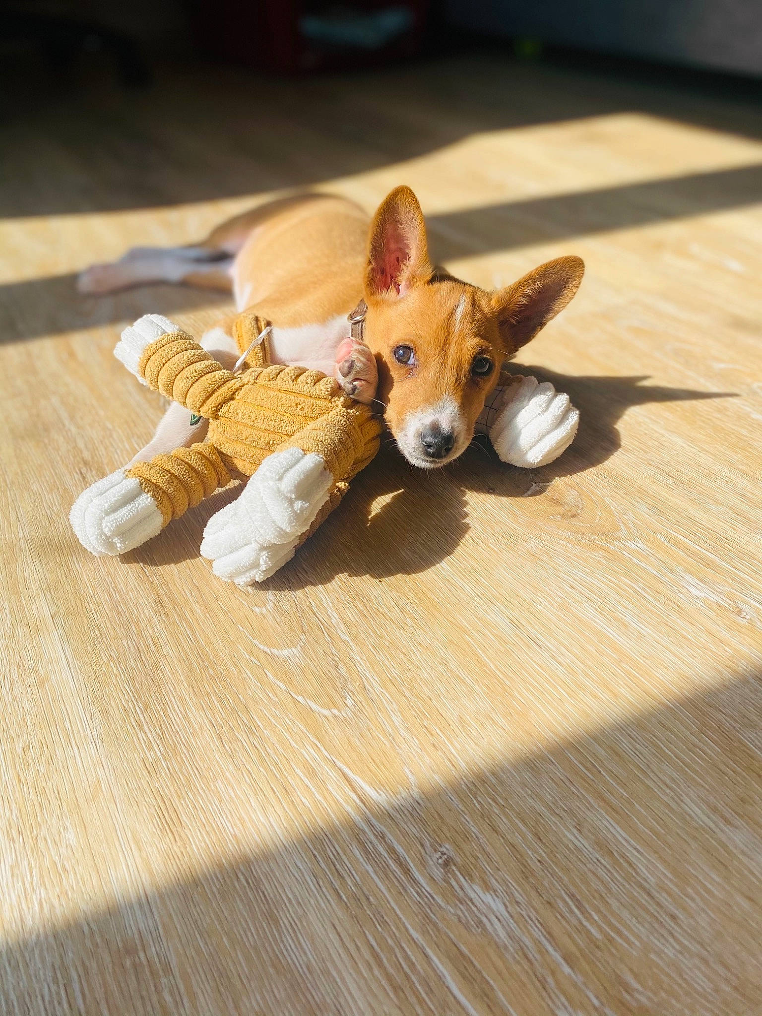 Brioche participe au concours pour gagner de l'argent avec cette photo : canidae, carnivore, companion_dog, creative_arts, dog, dog_breed, ear, fawn, flooring, fur, hardwood, snout, sporting_group, tail, terrestrial_animal, toy, whiskers, wood, wood_stain, working_animal