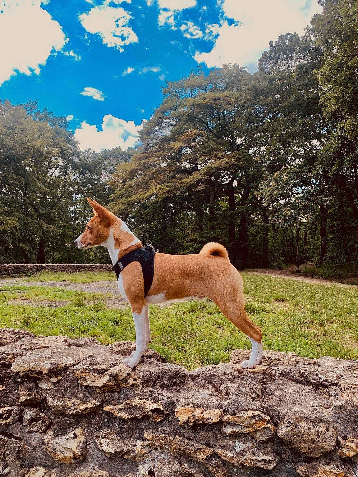 Brioche participe au concours pour gagner de l'argent avec cette photo : canidae, carnivore, cloud, companion_dog, dog, dog_breed, fawn, grass, landscape, natural_landscape, pasture, plant, sky, sporting_group, tail, terrestrial_animal, tree, wood, working_animal, working_dog
