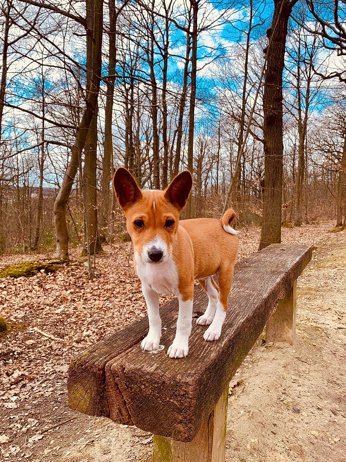 Brioche a rejoint le concours — aidez-le/la à gagner de superbes lots ! ancient_dog_breeds, basenji, canidae, carnivore, cloud, companion_dog, dog, dog_breed, fawn, non_sporting_group, sky, snout, sporting_group, tail, terrestrial_animal, terrier, tree, wildlife, wood, working_animal