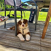 Aslo participe au concours pour gagner de l'argent avec cette photo : animal, brown, chair, collar, cute, daylight, deck, dog, fence, garden, grass, outdoor, pet, playful, puppy, relaxing, sunlight, white, wood, young