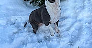 Plume a rejoint le concours — aidez-le/la à gagner de superbes lots ! animal, bostonbull, boxer, bulldog, canine, dog, fir, flower, hound, ice, nature, outdoors, pet, pitbull, plant, pointer, puppy, snow, tree, vegetation