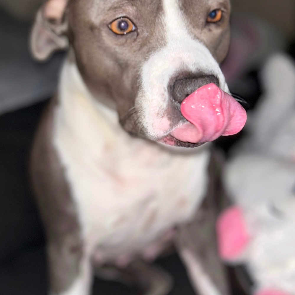 Plume participe au concours pour gagner de l'argent avec cette photo : animal, bodypart, bulldog, canine, dog, face, head, hound, husky, machine, mouth, person, pet, photography, pitbull, pointer, puppy, snout, tongue, wheel