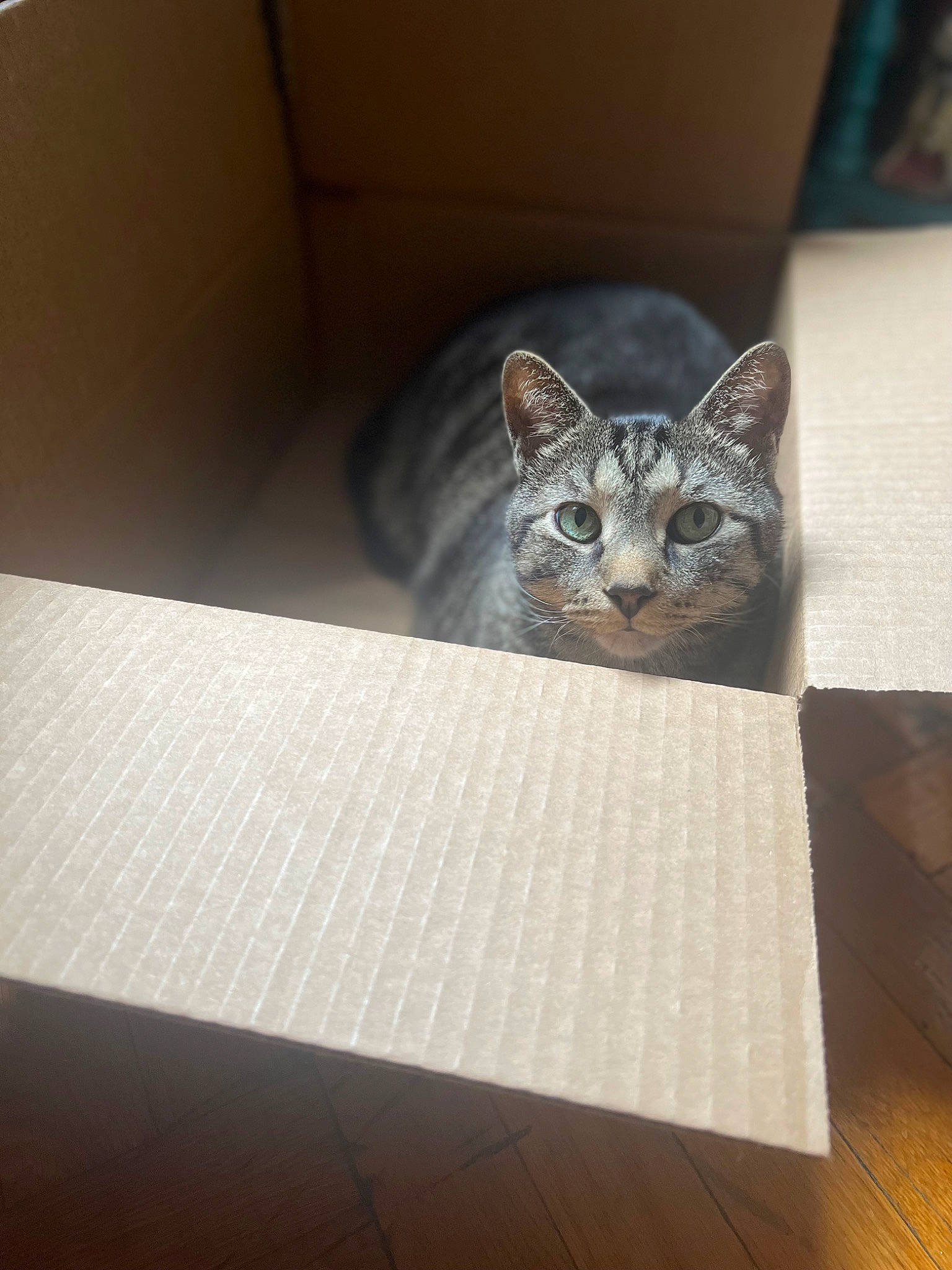 Messi is registered to the contest to win money with this photo: art, carnivore, cat, cat_supply, comfort, domestic_short_haired_cat, felidae, flooring, fur, grey, hardwood, metal, pet_supply, rectangle, room, small_to_medium_sized_cats, snout, tail, whiskers, wood