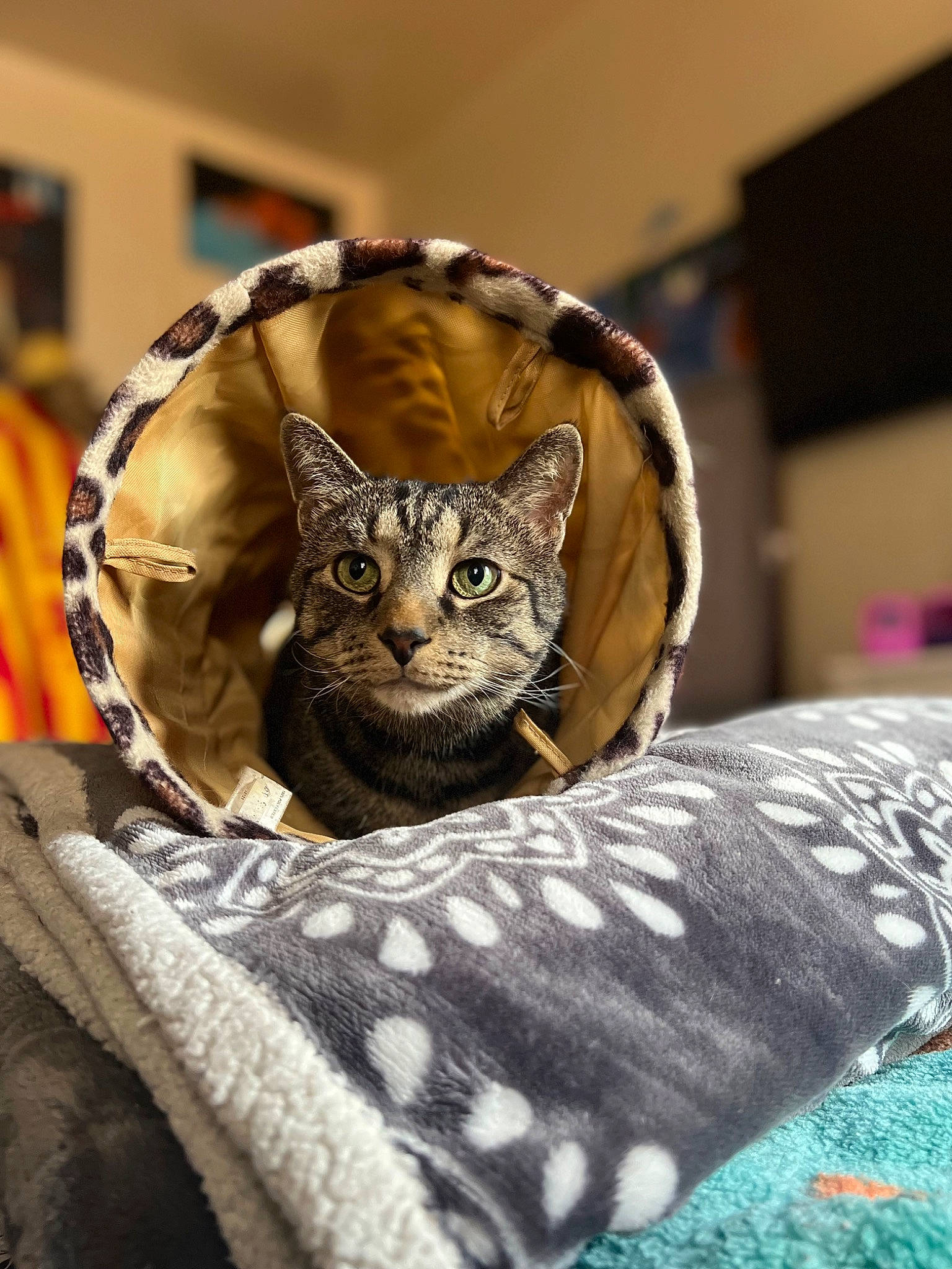 Messi joined the competition — help win amazing prizes! bed, carnivore, cat, cat_supply, collar, comfort, domestic_short_haired_cat, fawn, felidae, fur, linens, pattern, pet_supply, room, small_to_medium_sized_cats, snout, terrestrial_animal, textile, whiskers, wildlife