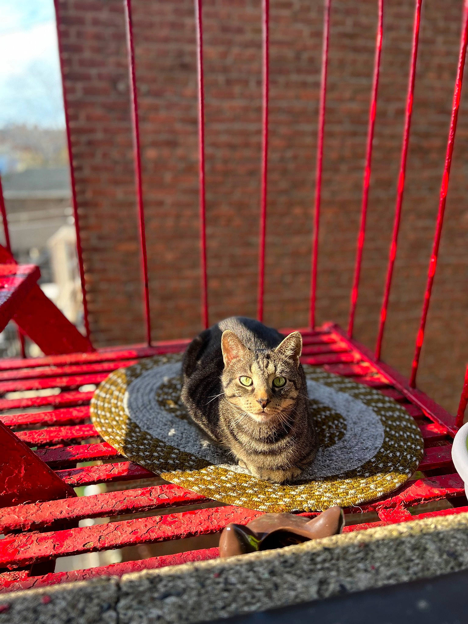 Messi is registered to the contest to win money with this photo: animal_shelter, art, carnivore, cat, domestic_short_haired_cat, felidae, flooring, fur, pattern, pet_supply, red, sky, small_to_medium_sized_cats, tail, terrestrial_animal, whiskers, window, wood