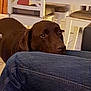 animal, architecture, armchair, building, canine, chair, clothing, couch, dog, furniture, hound, indoors, jeans, labradorretriever, livingroom, pants, pet, pointer, puppy, wood