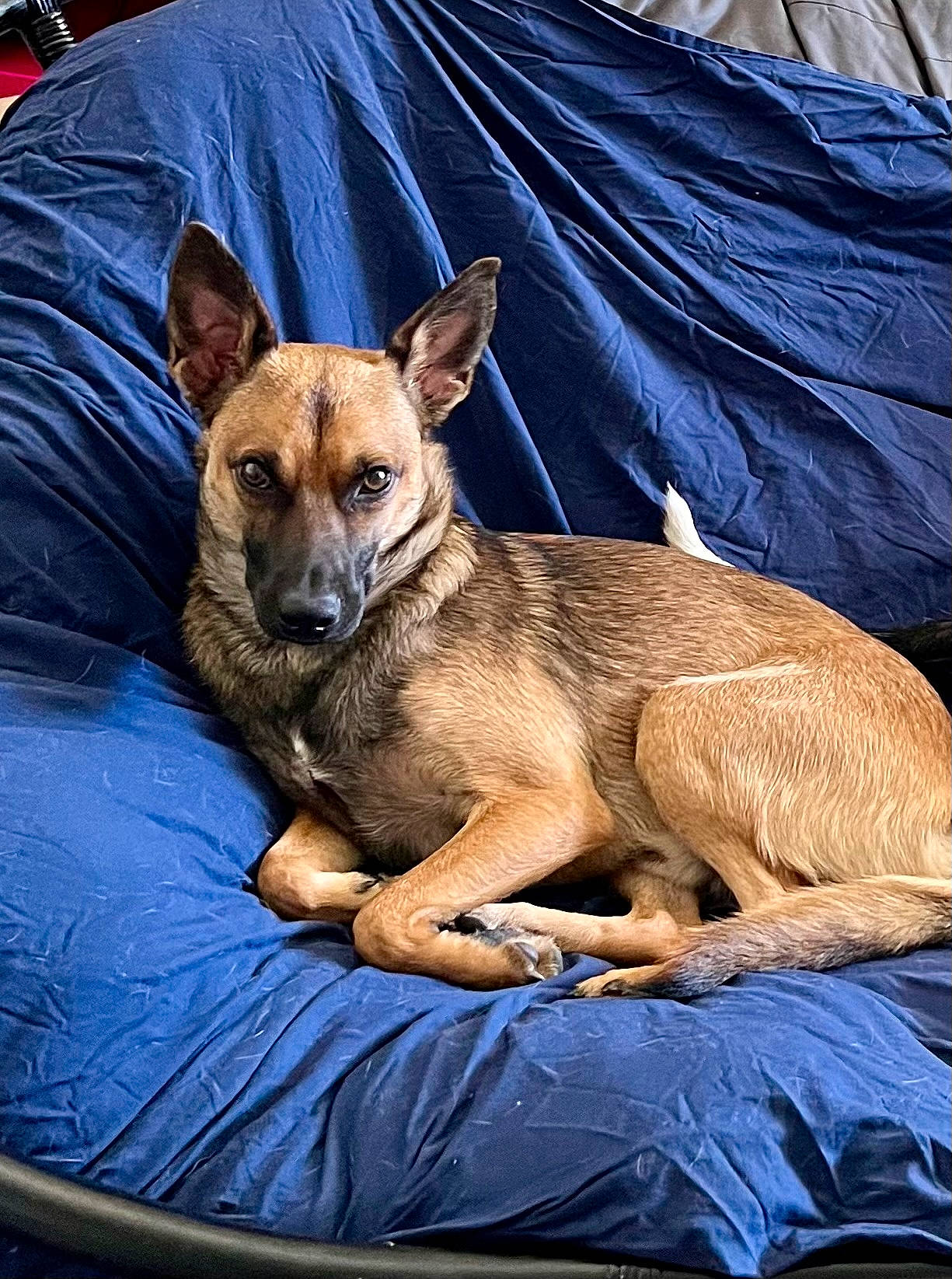 Billy a rejoint le concours — aidez-le/la à gagner de superbes lots ! canidae, carnivore, comfort, companion_dog, dog, dog_breed, fawn, fur, sitting, snout, sporting_group, terrestrial_animal, whiskers, wildlife