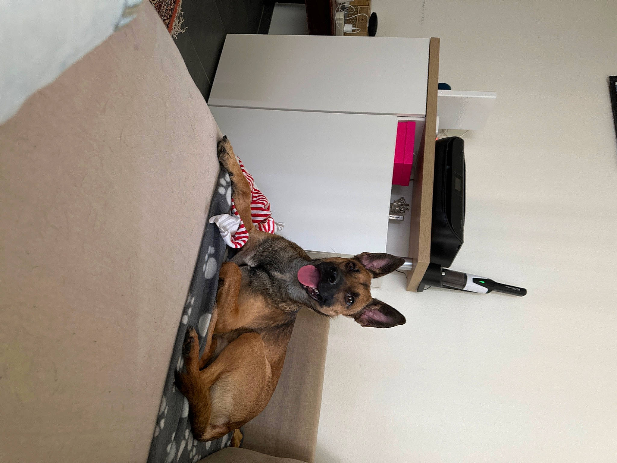 Billy participe au concours pour gagner de l'argent avec cette photo : box, canidae, cardboard, carnivore, carton, collar, companion_dog, dog, dog_breed, dog_supply, event, fawn, flooring, old_german_shepherd_dog, packaging_and_labeling, packing_materials, paper_product, shipping_box, sporting_group, working_animal