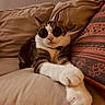 accessory, animal, cat, comfortable, couch, cozy, cute, domestic, feline, indoor, laid_back, pet, pillow, portrait, relaxed, resting, striped, sunglasses, tabby, white_paws