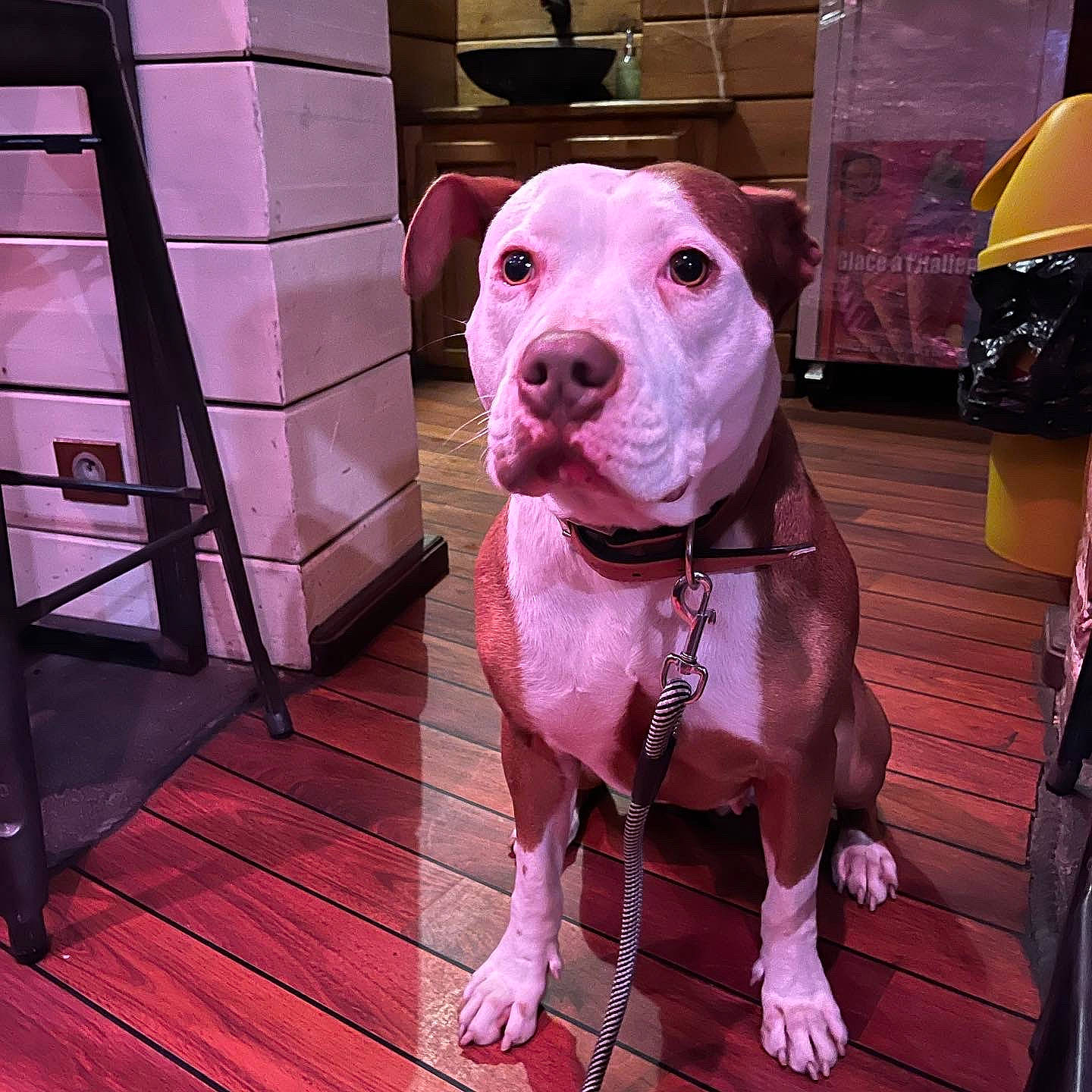 Aya a rejoint le concours — aidez-le/la à gagner de superbes lots ! canidae, carnivore, collar, companion_dog, dog, dog_breed, dog_collar, dog_supply, fawn, floor, flooring, hardwood, leash, metal, pet_supply, pink, snout, sporting_group, wood, working_animal