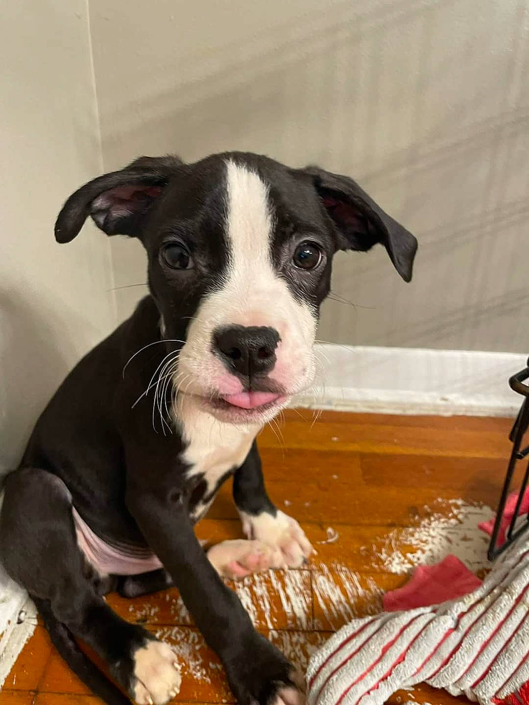 Petey is registered to the contest to win money with this photo: boston_terrier, canidae, carnivore, collar, companion_dog, dog, dog_breed, fawn, fur, non_sporting_group, paw, puppy, snout, sporting_group, terrestrial_animal, toy_dog, whiskers, working_animal, working_dog