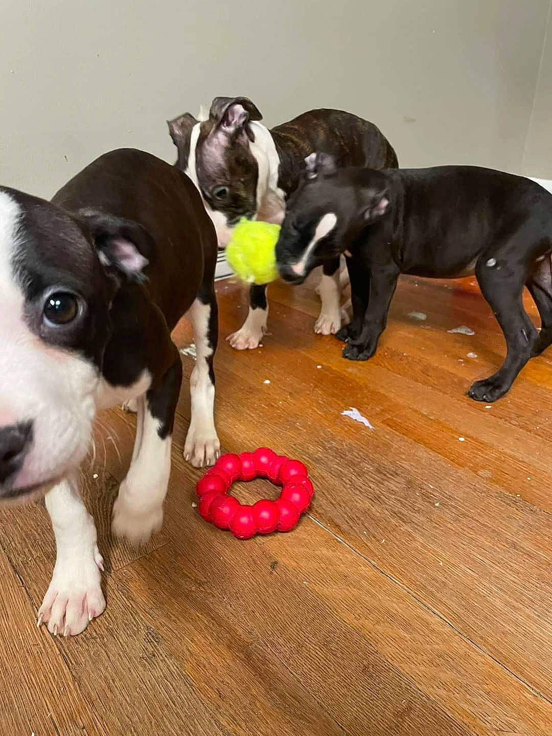 Petey joined the competition — help win amazing prizes! ball, canidae, carnivore, collar, companion_dog, dog, dog_breed, dog_supply, fawn, flooring, hardwood, liver, paw, pet_supply, snout, sporting_group, tail, toy, wood, working_animal