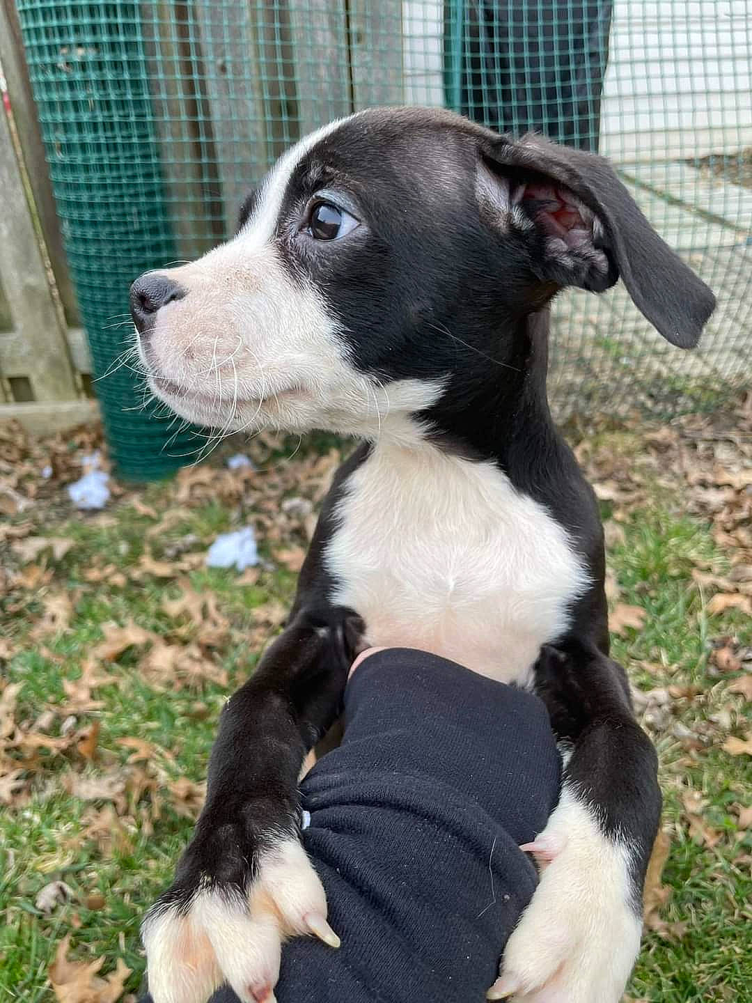 Petey joined the competition — help win amazing prizes! boston_terrier, canidae, carnivore, collar, companion_dog, dog, dog_breed, dog_collar, dog_supply, fawn, fence, fur, grass, mesh, pet_supply, snout, sporting_group, terrestrial_animal, whiskers, working_animal