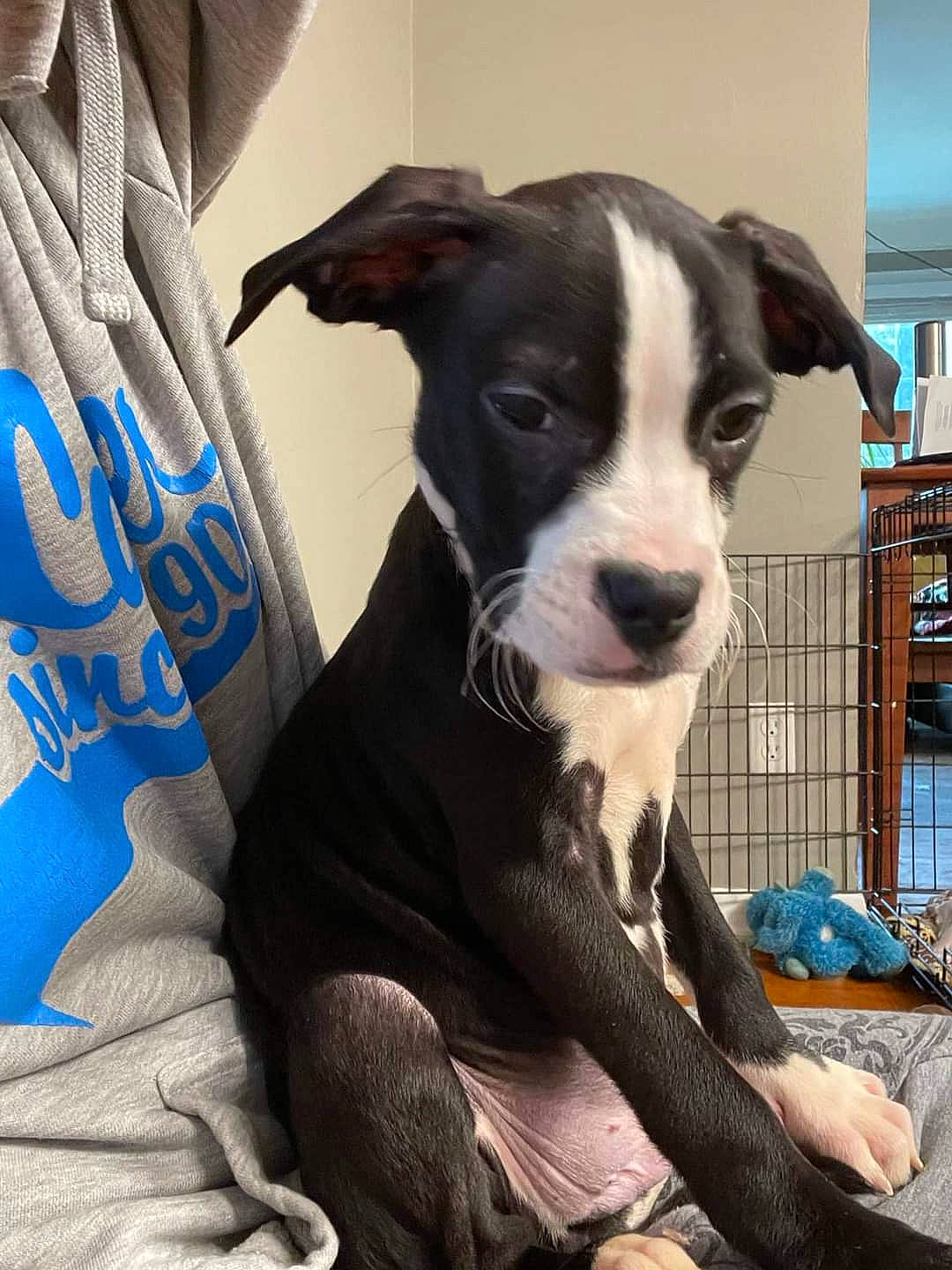 Petey joined the competition — help win amazing prizes! bookcase, boston_terrier, canidae, carnivore, collar, comfort, companion_dog, dog, dog_breed, dog_collar, electric_blue, fur, mcnab, shelf, sleeve, snout, sporting_group, terrestrial_animal, whiskers, working_animal