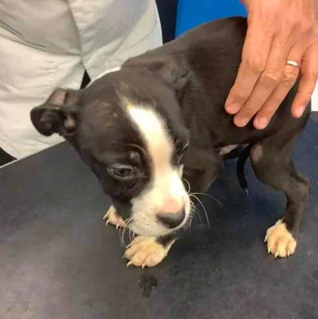 Petey joined the competition — help win amazing prizes! boston_terrier, canidae, carnivore, companion_dog, dog, dog_breed, fawn, fur, nail, non_sporting_group, paw, puppy_love, snout, sporting_group, terrestrial_animal, thumb, toy_dog, whiskers, working_animal, wrist