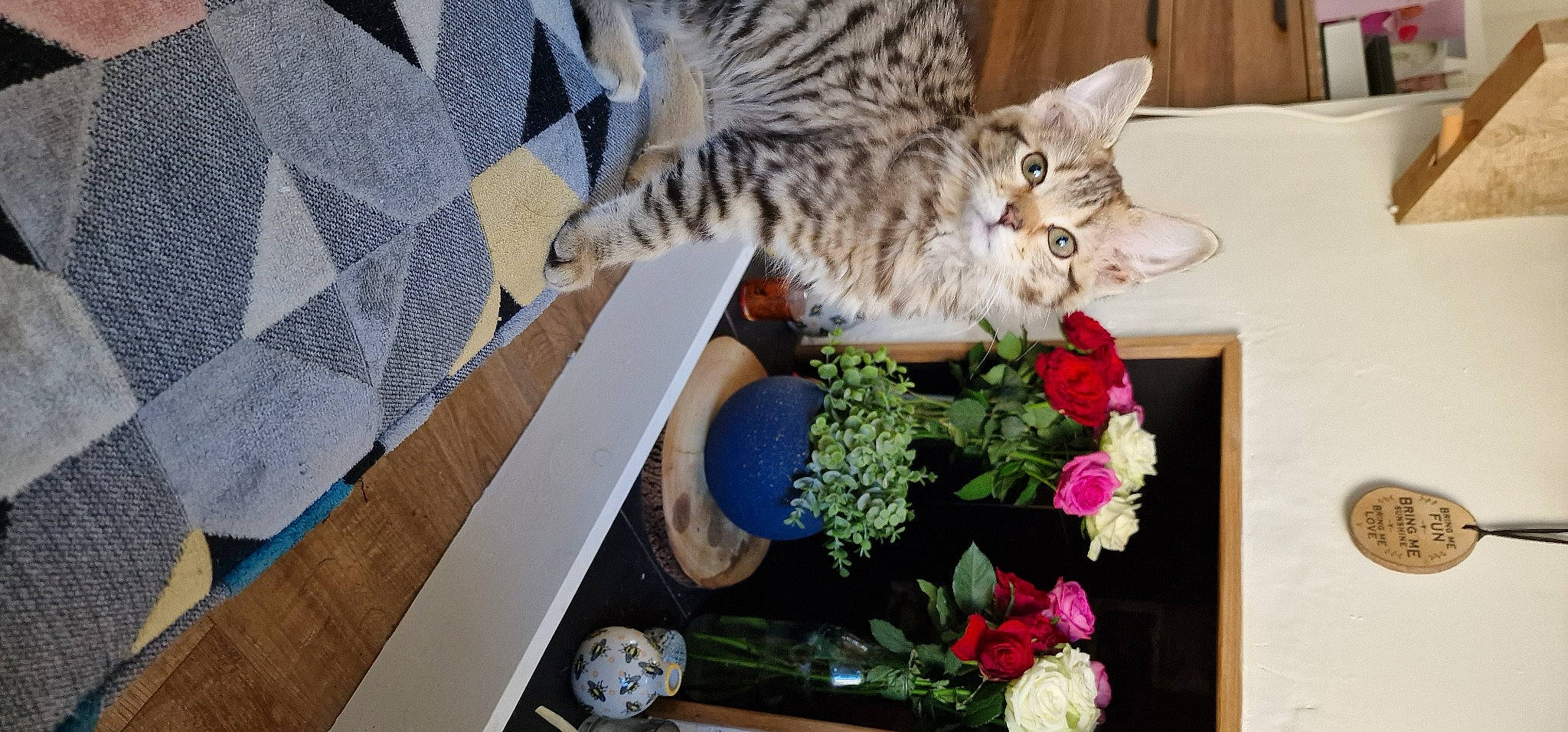 Nyah joined the competition — help win amazing prizes! artificial_flower, carnivore, cat, cut_flowers, domestic_short_haired_cat, felidae, floral_design, floristry, flower, flower_arranging, flowerpot, fur, herb, pattern, petal, plant, rose, small_to_medium_sized_cats, tail, whiskers