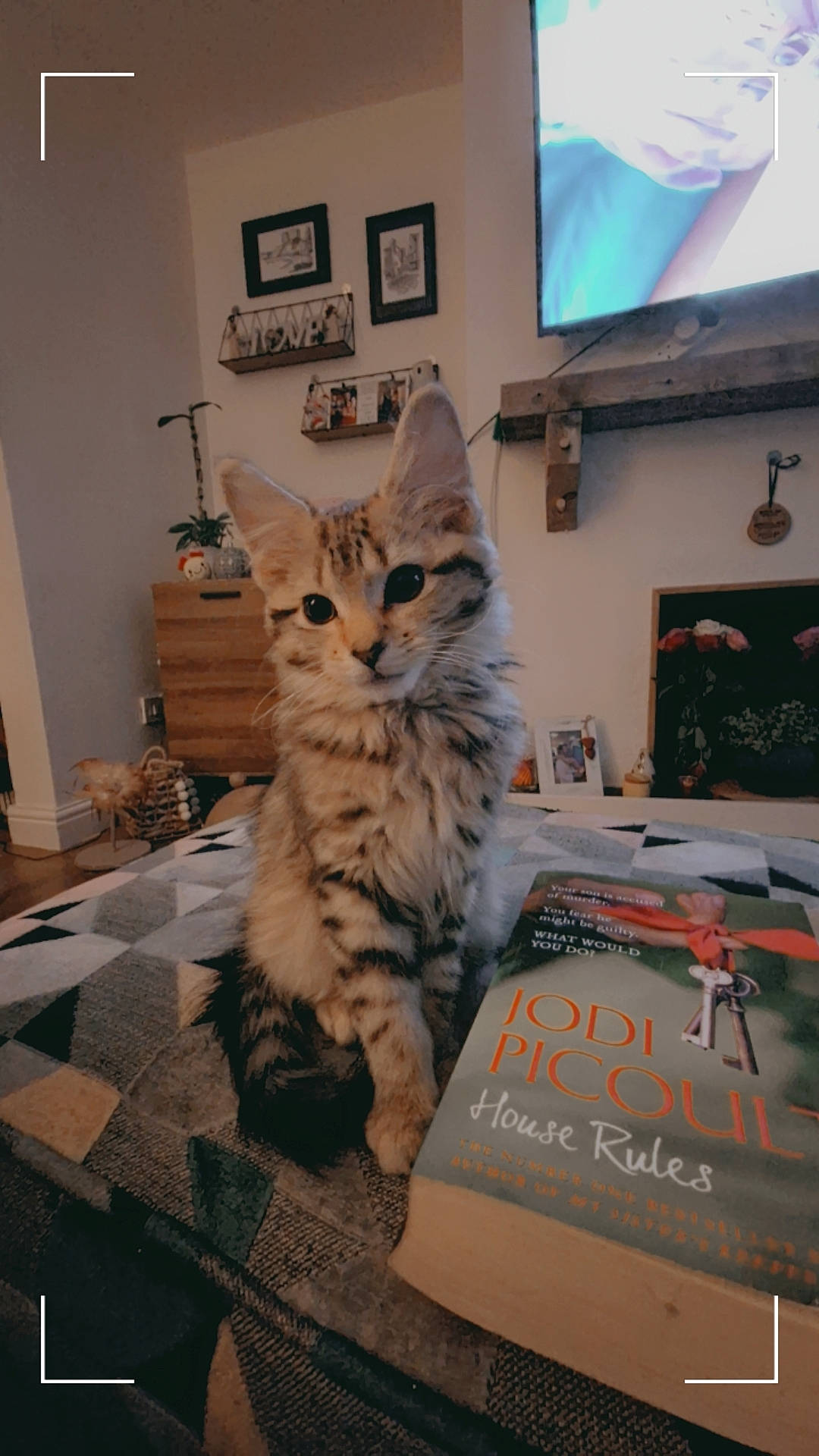 Nyah joined the competition — help win amazing prizes! book, box, cable_television, carnivore, cat, domestic_short_haired_cat, door, drawer, felidae, floor, flooring, fur, hardwood, picture_frame, publication, shelf, small_to_medium_sized_cats, tail, whiskers, wood