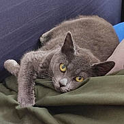 Luna a rejoint le concours — aidez-le/la à gagner de superbes lots ! cat, gray_cat, yellow_eyes, pet, animal, feline, resting, blanket, green_blanket, blue_background, indoor, close_up, cozy, relaxed, fur, whiskers, paw, lying_down, domestic_cat, cute