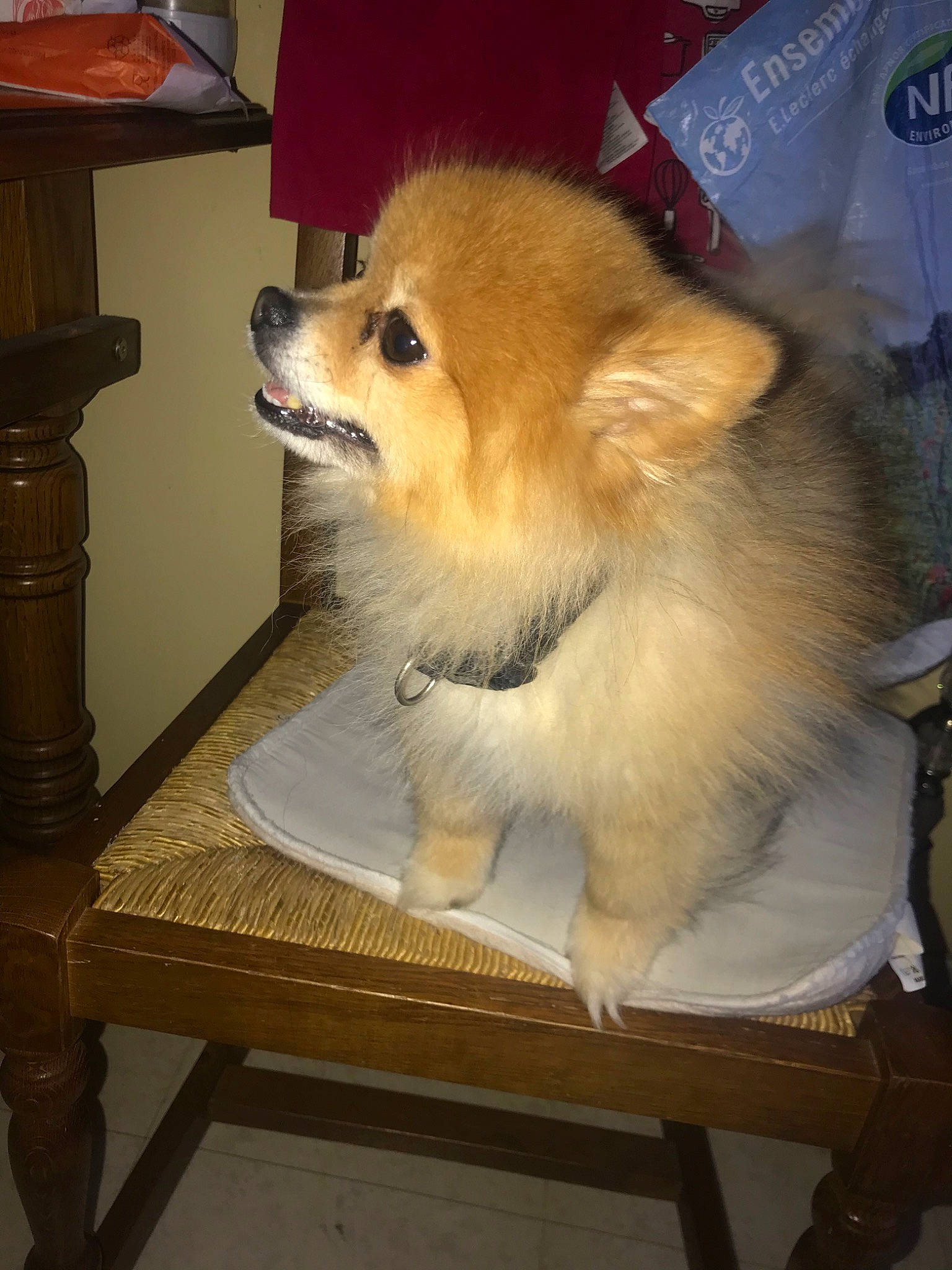 Mirza participe au concours pour gagner de l'argent avec cette photo : canidae, carnivore, companion_dog, dog, dog_breed, german_spitz, german_spitz_klein, german_spitz_mittel, mammal, non_sporting_group, pomeranian, spitz, sporting_group, toy_dog, vertebrate, volpino_italiano