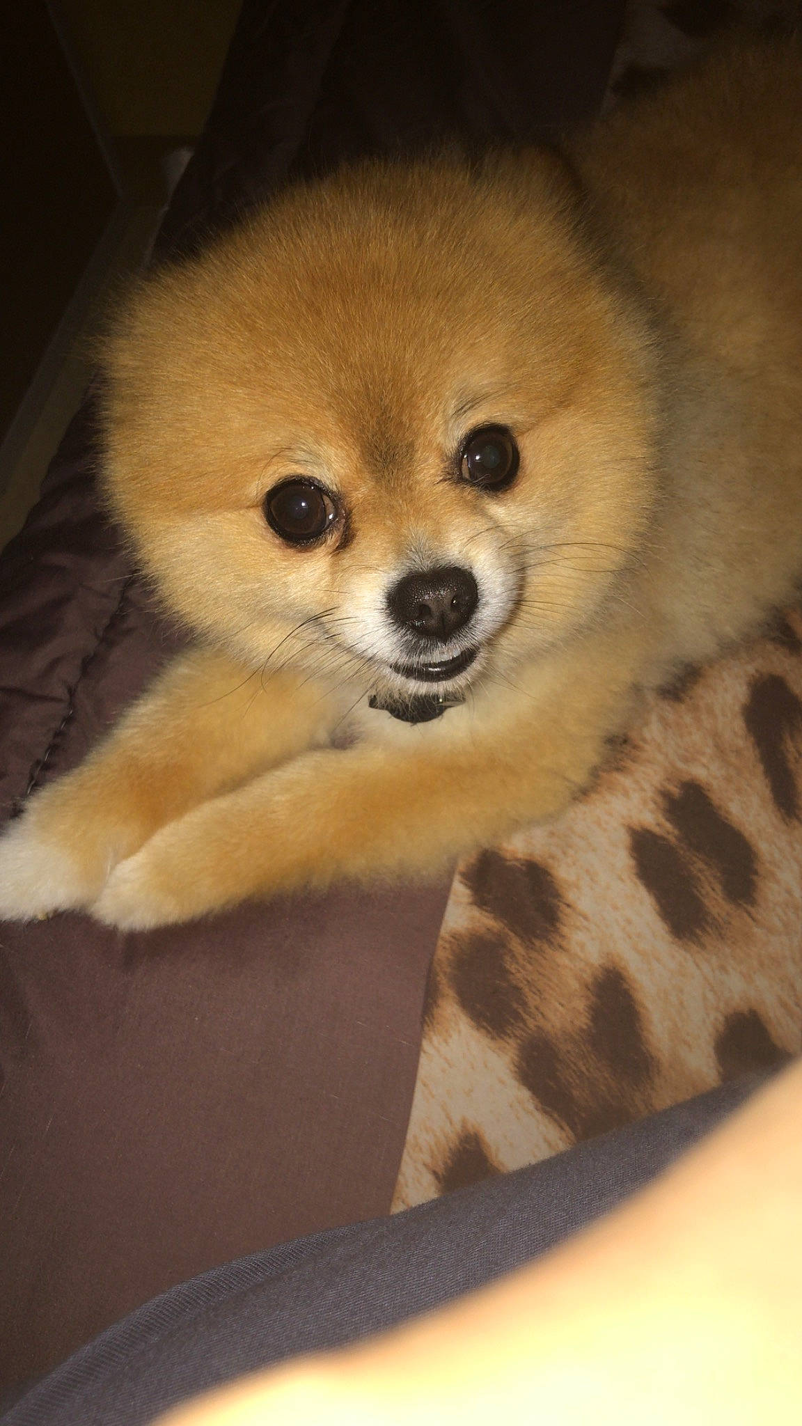 Mirza participe au concours pour gagner de l'argent avec cette photo : ancient_dog_breeds, canidae, carnivore, companion_dog, dog, dog_breed, german_spitz, german_spitz_klein, german_spitz_mittel, mammal, non_sporting_group, nose, pomeranian, puppy, skin, snout, spitz, vertebrate, volpino_italiano, whiskers