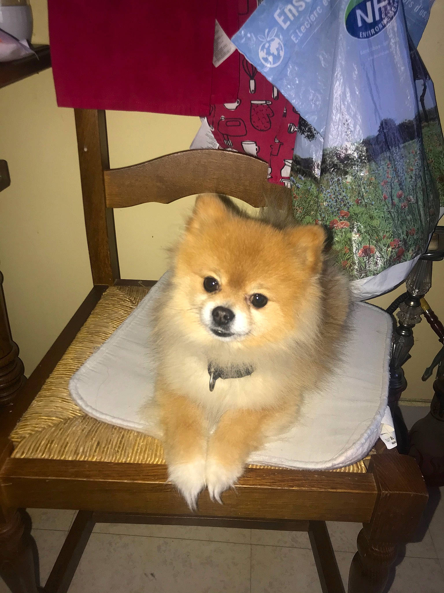 Mirza participe au concours pour gagner de l'argent avec cette photo : akita, canidae, carnivore, companion_dog, dog, dog_breed, fawn, german_spitz, german_spitz_klein, german_spitz_mittel, mammal, non_sporting_group, pomeranian, puppy, spitz, sporting_group, toy_dog, vertebrate, volpino_italiano, whiskers