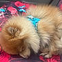 Gizmo joined the competition — help win amazing prizes! dog, sleeping, fluffy, curled_up, blue_harness, red_blanket, butterfly_pattern, rose_pattern, pet, cute, animal, fur, resting, indoors, cozy, small_dog, pomeranian, colorful, soft, relaxed