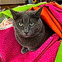 Gracie is registered to the contest to win money with this photo: animal, calm, cat, close_up, colorful_fabric, cozy, curious, domestic_cat, fabric, gray_cat, green_eyes, green_fabric, household, indoor, orange_fabric, pet, pink_fabric, polka_dots, sitting, textile