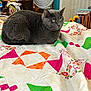 Gracie joined the competition — help win amazing prizes! animal, cat, colorful_quilt, cozy, cute, domestic_cat, fabric, fan, feline, furniture, gray_cat, green_eyes, home, indoor, patterned, pet, quilt, relaxed, resting, soft