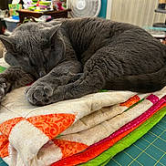 Gracie is registered to the contest to win money with this photo: blanket, calm, cat, colorful_quilt, cozy, feline, folded_quilt, fur, gray_cat, home, indoor, paw, pet, quilt, quilting, relaxation, resting, sleeping, soft, table