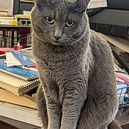 Gracie is registered to the contest to win money with this photo: cat, gray_cat, pet, animal, feline, indoor, table, books, papers, clutter, sitting, whiskers, ears, tail, fur, closeup, portrait, domestic_cat, household, cute
