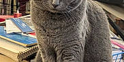 Gracie is registered to the contest to win money with this photo: animal, books, cat, closeup, clutter, cute, domestic_cat, ears, feline, fur, gray_cat, household, indoor, papers, pet, portrait, sitting, table, tail, whiskers
