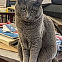 cat, gray_cat, pet, animal, feline, indoor, table, books, papers, clutter, sitting, whiskers, ears, tail, fur, closeup, portrait, domestic_cat, household, cute