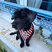 Frisby a rejoint le concours — aidez-le/la à gagner de superbes lots ! animal, bandana, black_dog, blue_railing, calm, curtain, decorative, dog, fur, greenery, outdoor, pet, plant, portrait, red_and_white, side_view, sitting, stone_ledge, striped, window