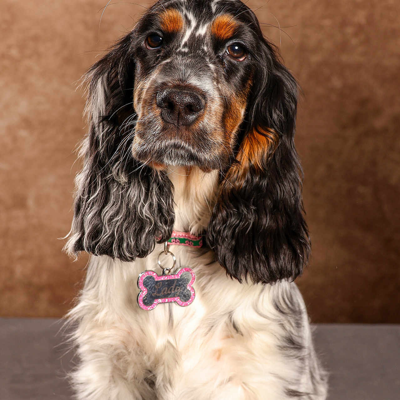 Lady a rejoint le concours — aidez-le/la à gagner de superbes lots ! accessories, animal, canine, cockerspaniel, dog, hound, papillon, pet, pointer, puppy, terrier