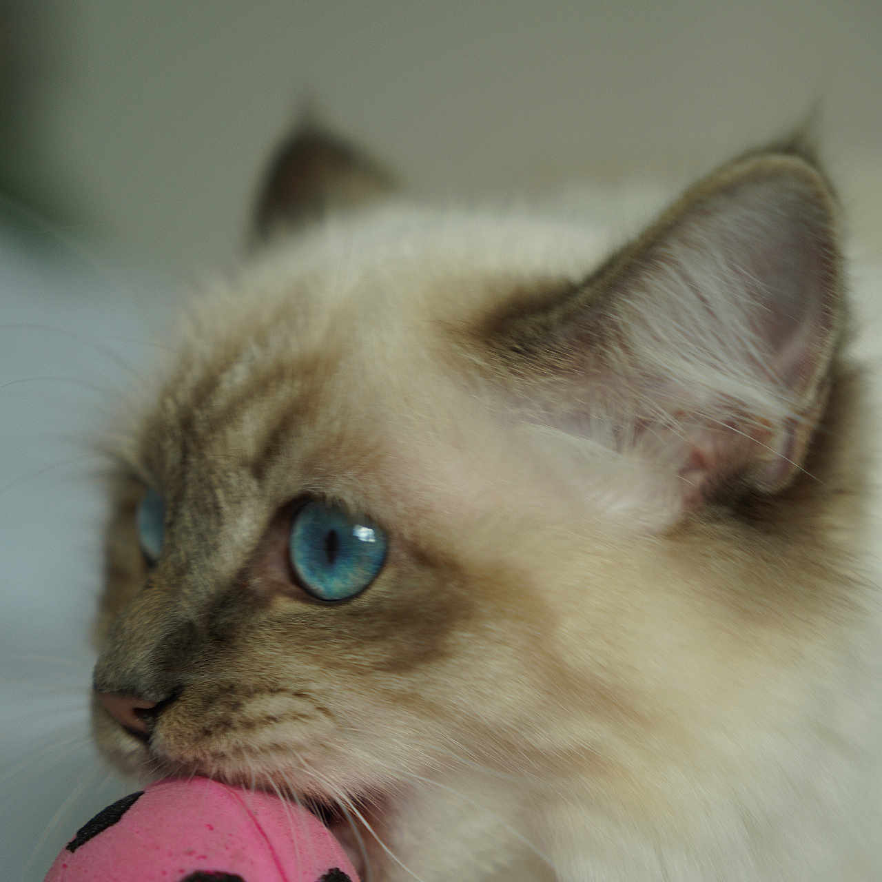 Baia a rejoint le concours — aidez-le/la à gagner de superbes lots ! animal, blue_eyes, cat, close_up, cute, ears, face, fur, indoor, kitten, pet, photography, pink_ball, playful, polka_dots, portrait, side_profile, soft_lighting, toy, whiskers