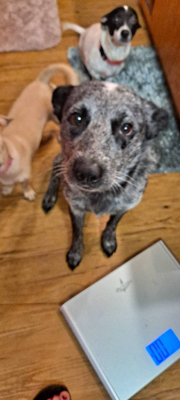 Jc Mosley joined the competition — help win amazing prizes! carnivore, companion_dog, dog, dog_breed, fawn, flooring, fur, guard_dog, hardwood, office_supplies, paw, snout, street_dog, table, tail, terrestrial_animal, toy, whiskers, wood, working_animal