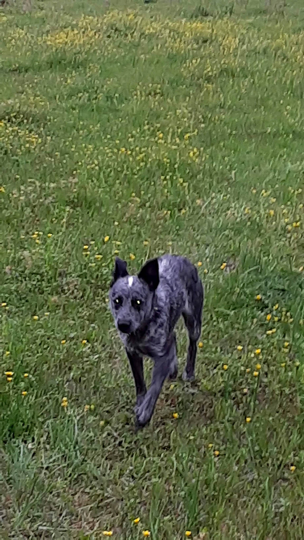 Jc Mosley joined the competition — help win amazing prizes! australian_stumpy_tail_cattle_dog, canidae, carnivore, companion_dog, dog, dog_breed, fawn, flower, grass, grassland, groundcover, herbaceous_plant, plant, prairie, snout, soil, sporting_group, tail, terrestrial_animal, working_animal