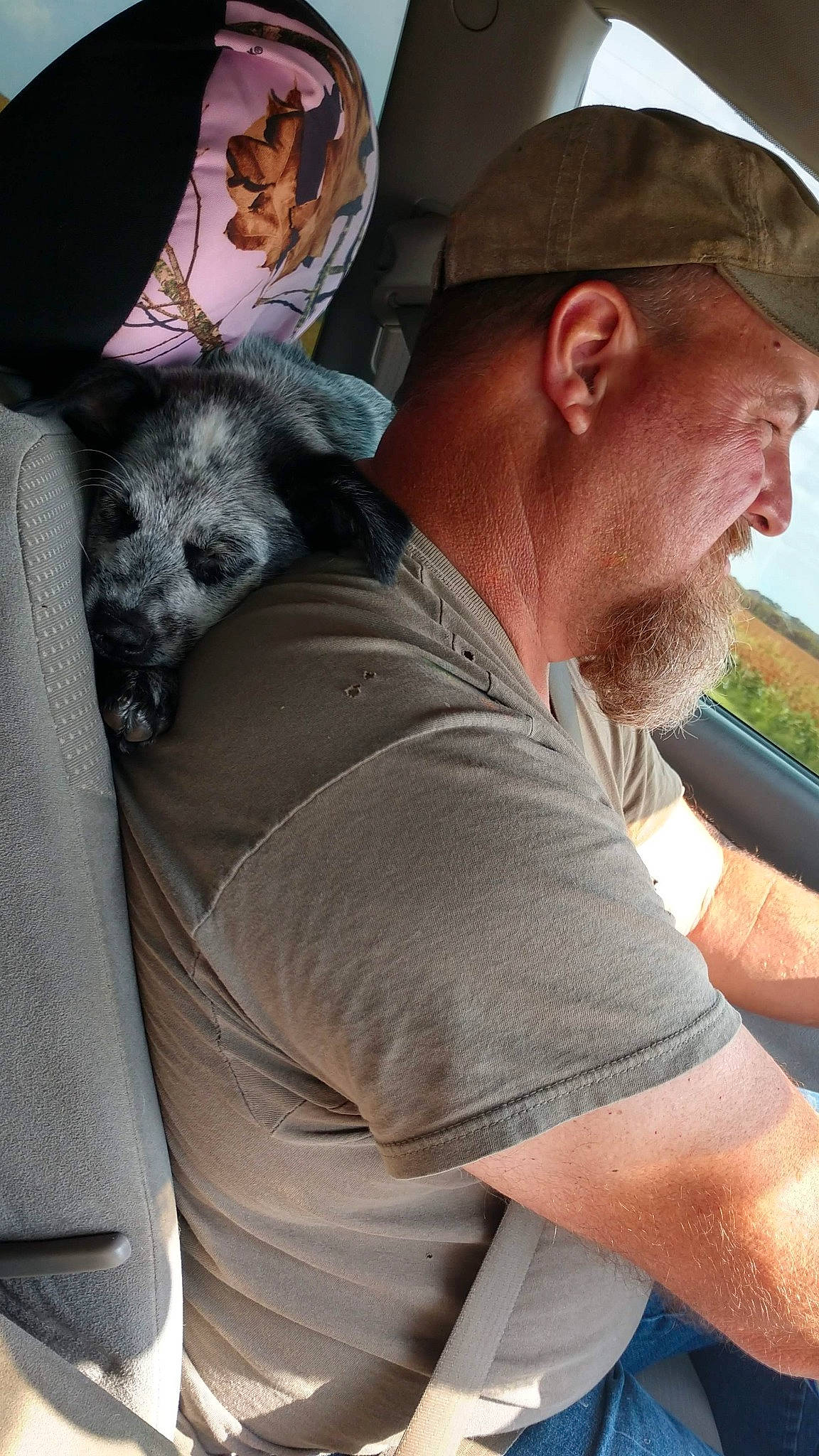 Jc Mosley is registered to the contest to win money with this photo: baseball_cap, beard, cap, carnivore, comfort, companion_dog, dog, dog_breed, elbow, eyewear, fawn, grey, hat, mammal, sitting, snout, sporting_group, t_shirt, toy_dog, whiskers