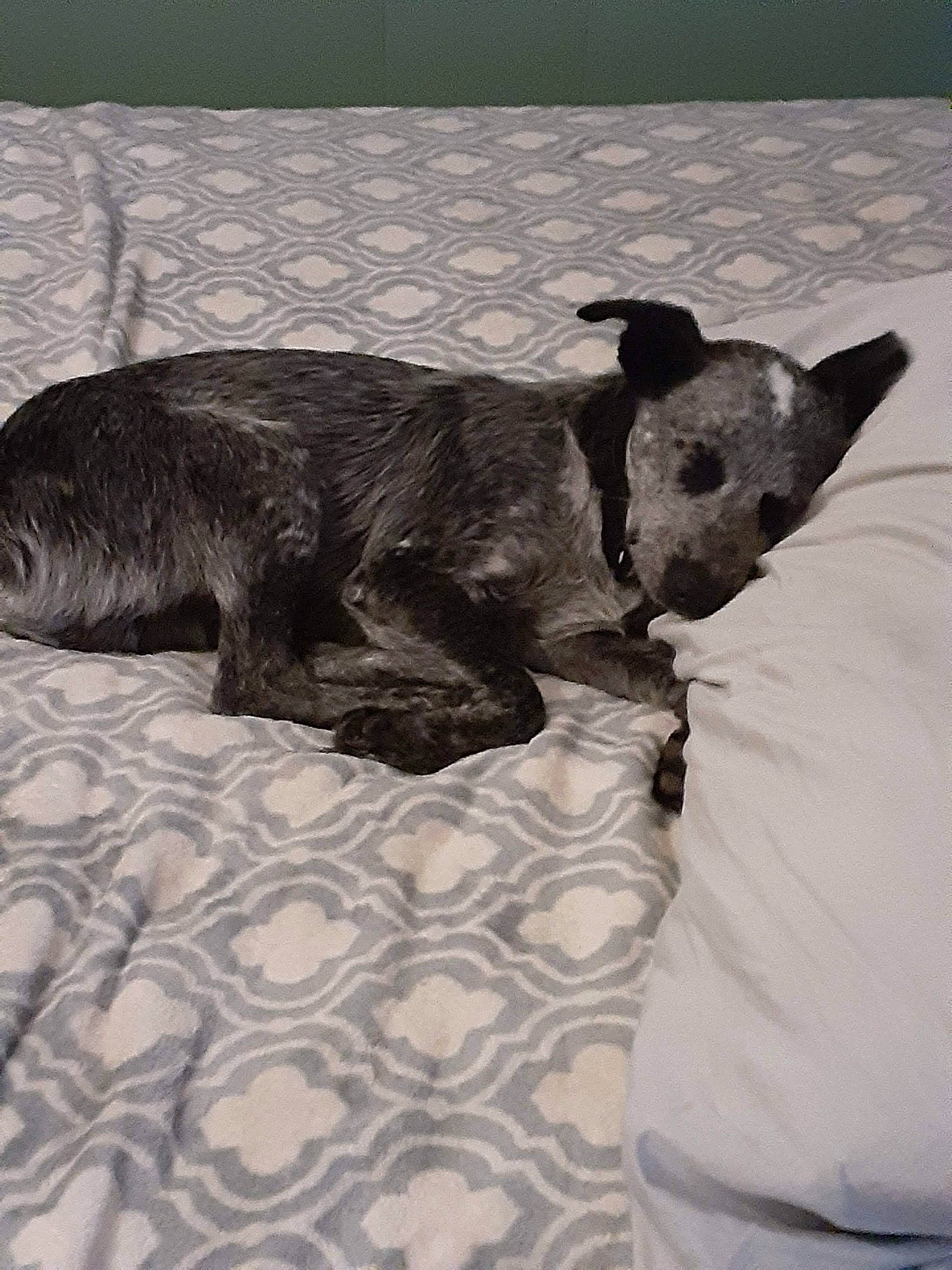 Jc Mosley joined the competition — help win amazing prizes! bed, canidae, carnivore, comfort, companion_dog, dog, dog_breed, fawn, fur, grey, linens, monochrome, monochrome_photography, nap, snout, sporting_group, tail, terrestrial_animal, toy_dog, working_animal