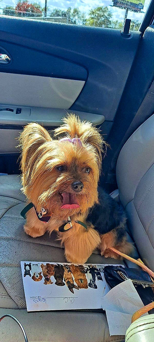Cici joined the competition — help win amazing prizes! auto_part, automotive_exterior, car, carnivore, companion_dog, dog, dog_breed, dog_supply, door, fur, liver, motor_vehicle, small_terrier, snout, terrier, toy_dog, vehicle, vehicle_door, windshield, yorkipoo
