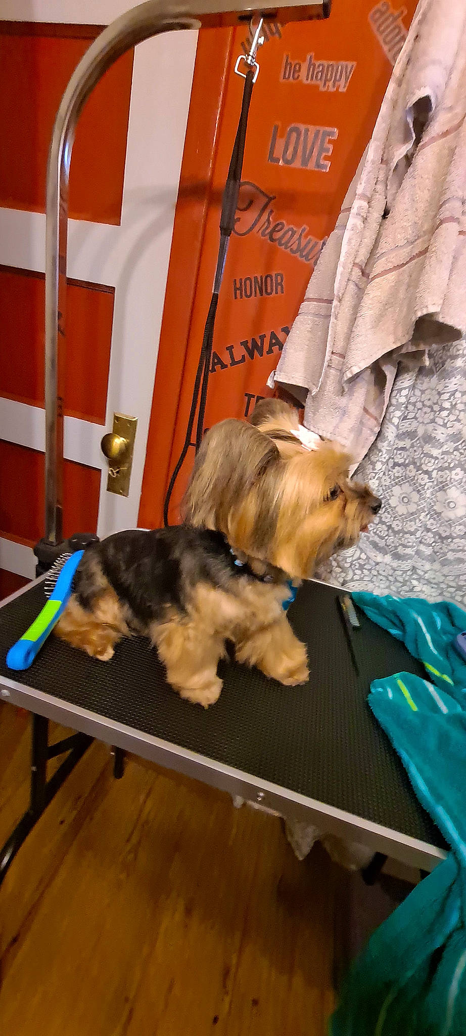 Cici joined the competition — help win amazing prizes! canidae, carnivore, companion_dog, dog, dog_breed, dog_clothes, dog_supply, fashion_accessory, flooring, fur, liver, pet_supply, small_terrier, sporting_group, table, terrier, toy_dog, working_animal, yorkipoo, yorkshire_terrier