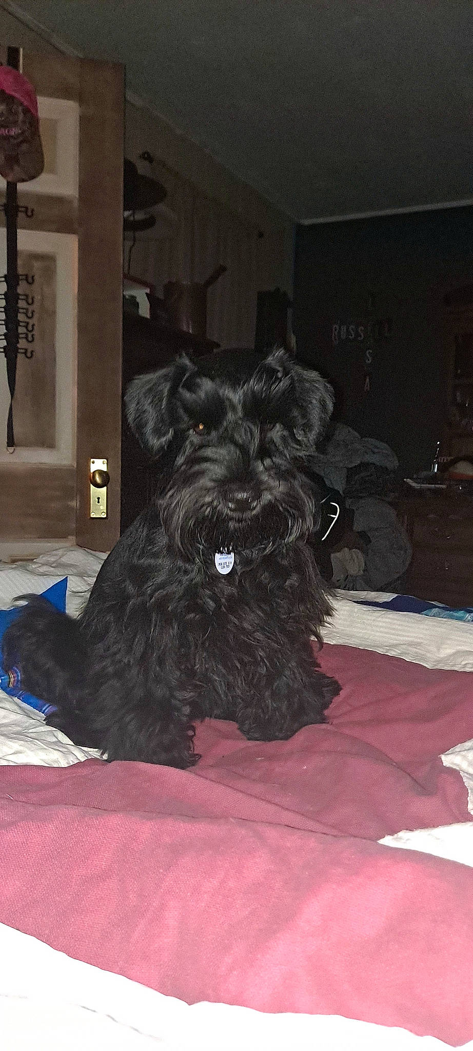 Cooper joined the competition — help win amazing prizes! canidae, carnivore, companion_dog, dog, dog_breed, event, fur, liver, non_sporting_group, schnauzer, small_terrier, snout, sporting_group, standard_schnauzer, terrier, toy_dog, water_dog, working_animal