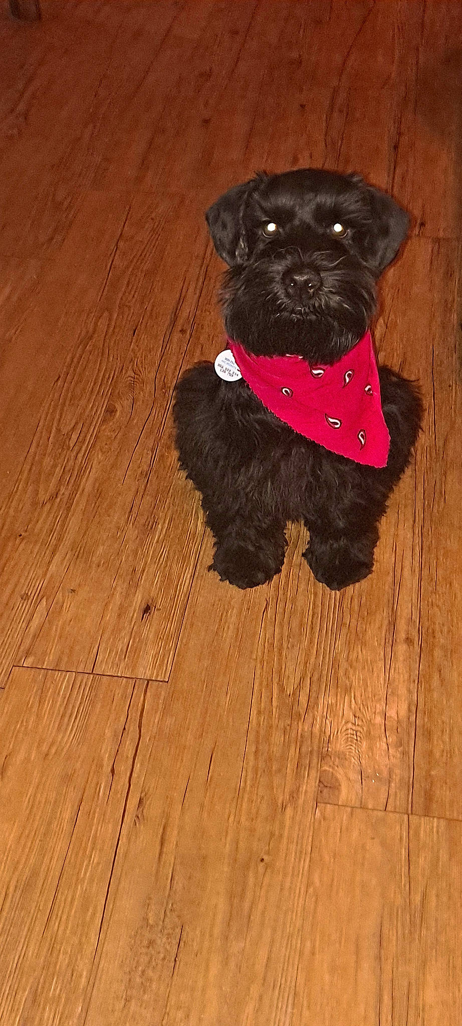 Cooper is registered to the contest to win money with this photo: brown, carnivore, collar, companion_dog, dog, dog_breed, dog_clothes, dog_collar, dog_supply, fawn, flooring, hardwood, laminate_flooring, liver, pet_supply, snout, toy_dog, wood, wood_stain, working_animal