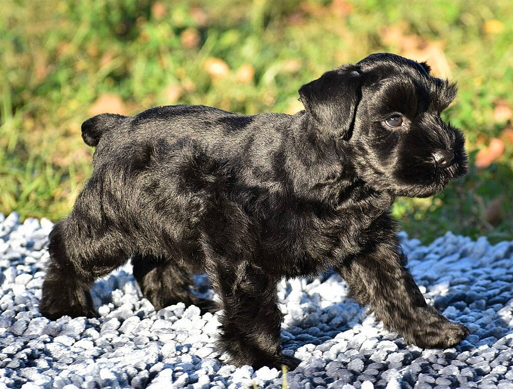 Cooper is registered to the contest to win money with this photo: canidae, carnivore, companion_dog, dog, dog_breed, fawn, fur, grass, liver, plant, puppy, snout, soil, sporting_group, tail, terrestrial_animal, toy_dog, whiskers, wildlife, working_animal