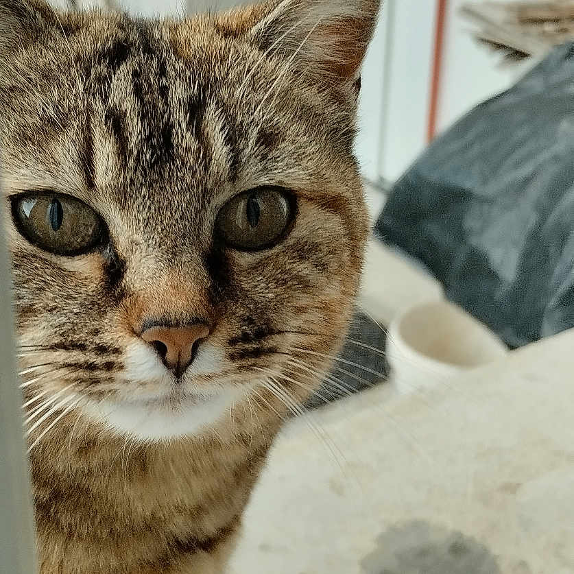 Féline participe au concours pour gagner de l'argent avec cette photo : abyssinian, animal, archaeology, cat, egyptiancat, hardwood, kitten, manx, pet, plywood, siamese, slate, wood