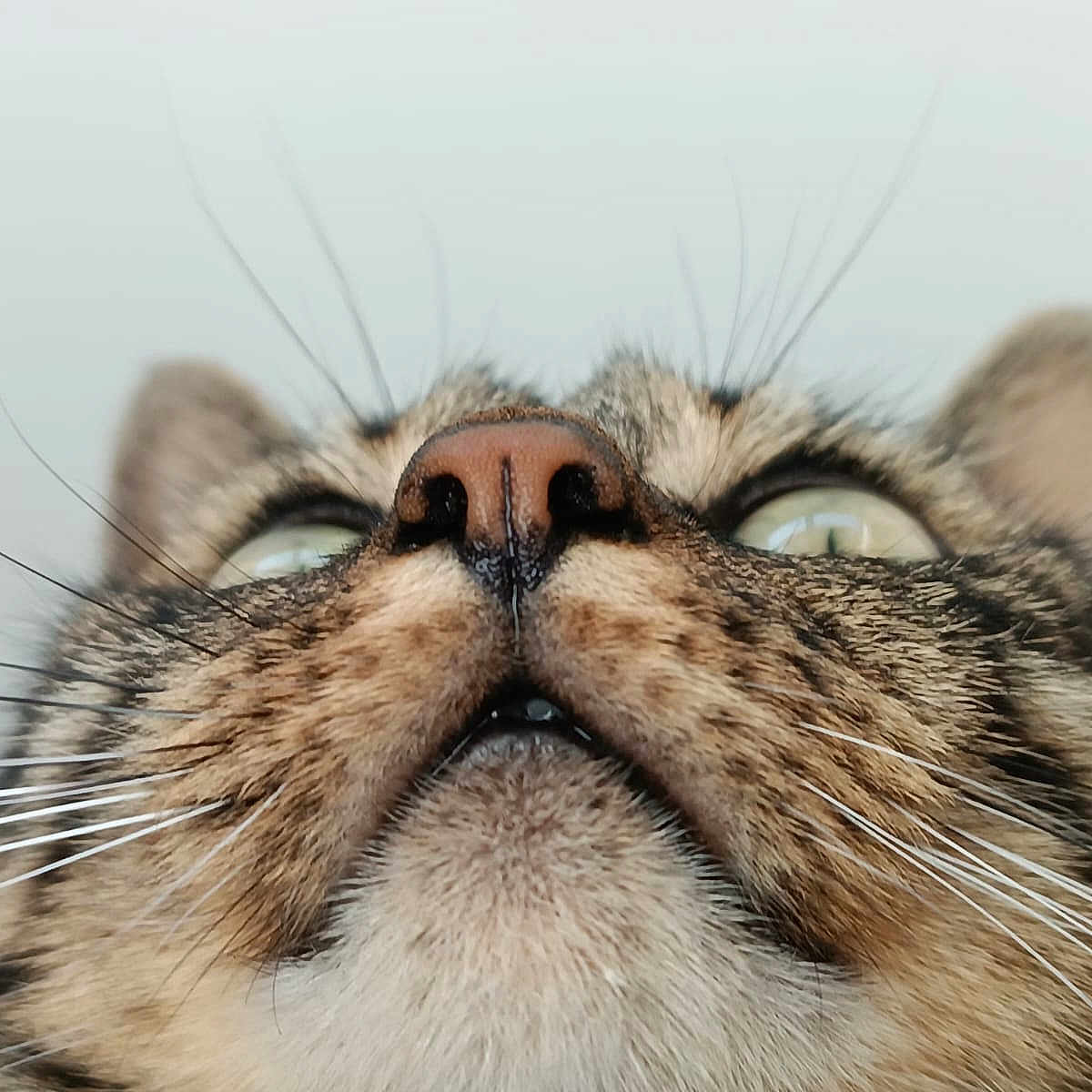 Miaou