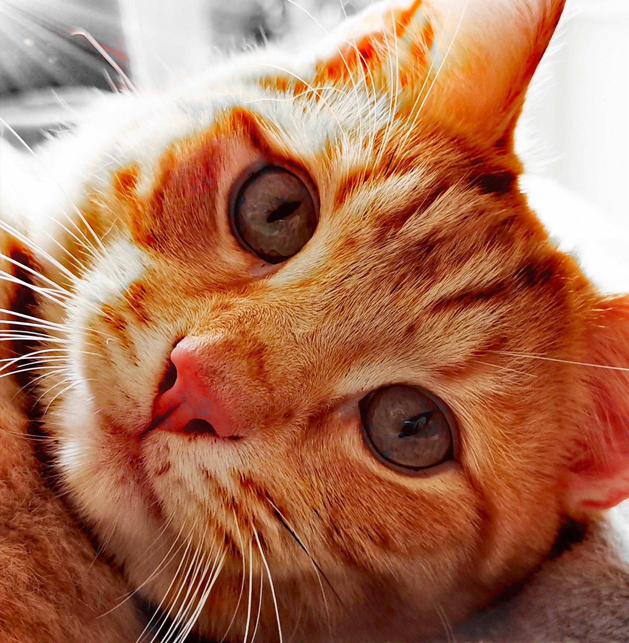 Tommy joined the competition — help win amazing prizes! aegean_cat, american_wirehair, asian, carnivore, cat, close_up, ear, european_shorthair, eye, face, felidae, fur, head, mouth, nose, organ, small_to_medium_sized_cats, snout, tabby_cat, whiskers