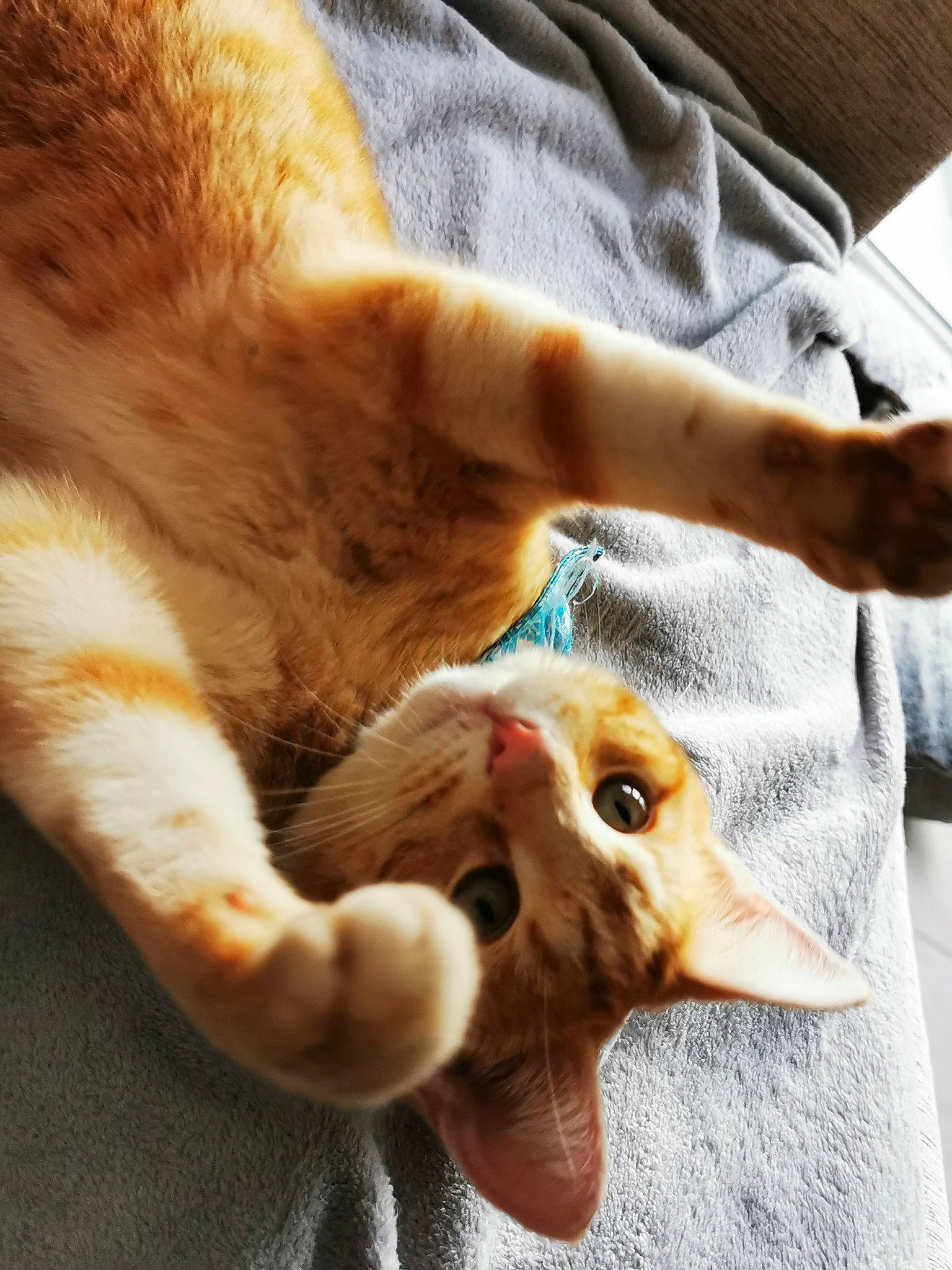 Tommy joined the competition — help win amazing prizes! aegean_cat, carnivore, cat, claw, ear, european_shorthair, eye, fawn, felidae, fur, german_rex, hand, kitten, nose, paw, singapura, small_to_medium_sized_cats, snout, tabby_cat, whiskers